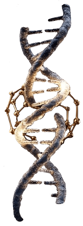 DNA-3